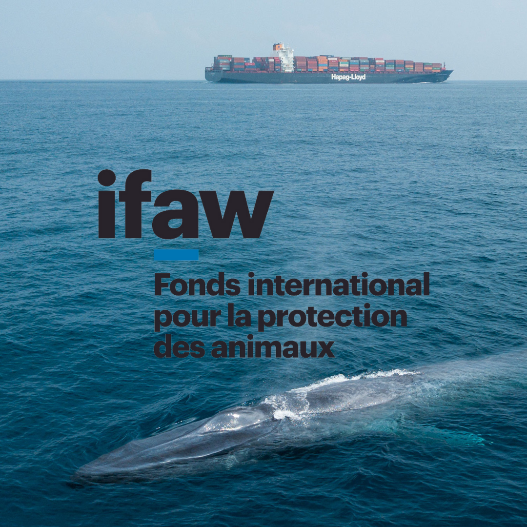Image Soutenez la campagne « Des « vitesses bleues » pour la navigation commerciale » d’IFAW
